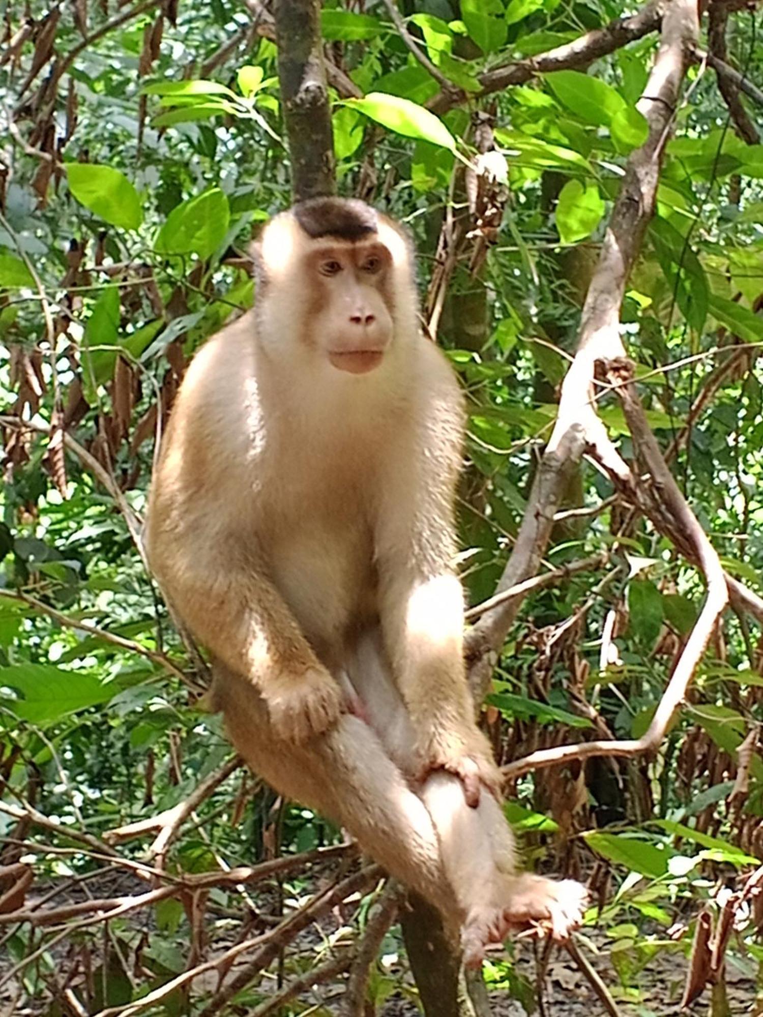Sama Sama Homestay & Trekking Only Stay Here Book Trekking And Transport With Us Bukit Lawang Exterior foto